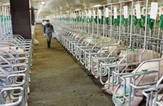 Premier aprueba prorroga del programa de biogás para ganadería