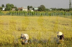 Lanza Vietnam nuevas variedades de arroz resistente a salinidad