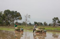 Laos proyecta exportar un millón de toneladas de arroz