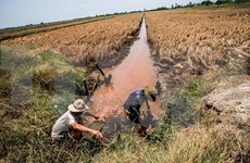 Delta del río Mekong a todo vapor luchar contra salinización