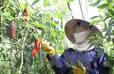Japón apoya a Vietnam en impulso de agricultura sostenible