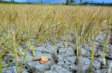 Esfuerzos en apoyo a localidades afectadas por sequía y salinización