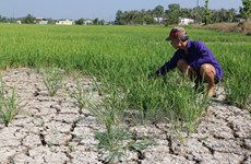 Cambio de estructura de cultivo en Vietnam: solución para sequía