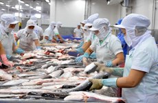 Autorizada comercialización de pescado Tra de Vietnam en Panamá