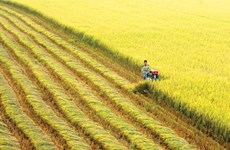 Banco Mundial financia plan de agricultura sostenible en Vietnam