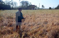 Trece provincias vietnamitas declaran situación catastrófica por sequía y salinizaci