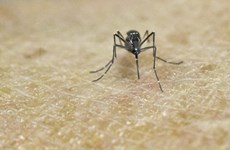 Hanoi refuerza acciones contra la penetración del virus Zika
