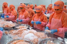 Vietnam aumenta exportación de camarones