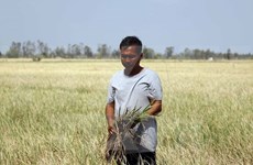 Vietnam continúa desplegando medidas contra sequía y salinización