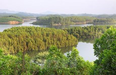 Plantación forestal brinda felicidad y prosperidad para pobladores de Yen Bai