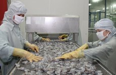 Récord de aumento de exportación de camarones a China