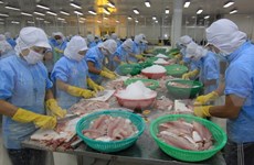 Urgen a reanudar exportación de bagres de 13 empresas vietnamitas a EE.UU.