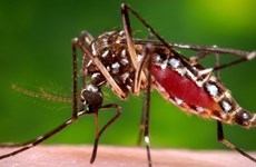 Ciudad Ho Chi Minh declarará hoy fin de epidemia de Zika