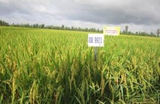 Delta del Mekong desarrolla variedades del arroz resistentes a la salinidad