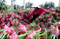 Exportación de frutas vietnamitas prevé alcanzar más de dos mil millones USD