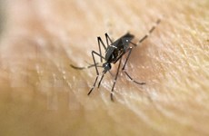 Vietnam acelera investigación sobre caso sudcoreano de Zika