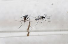 Singapur confirma primer caso del virus Zika