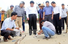 Vietnam aclarará pronto causas de muerte masiva de peces en costa central