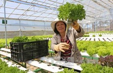 Necesita Malasia importar vegetales de Vietnam y otros países, según especialistas