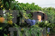 Destacan en Vietnam rol de Pymes a cadenas de suministro de alimentos