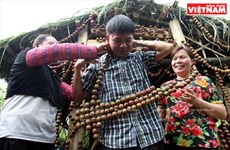 Fiesta de cosecha de ciruelas en Moc Chau
