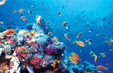 Requieren plan maestro para conservación de biodiversidad marina en Vietnam