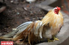 Pasión por los gallos ornamentales en Hanoi