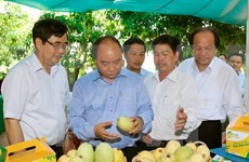 Primer ministro revisa labor de reestructuración agrícola en Dong Thap