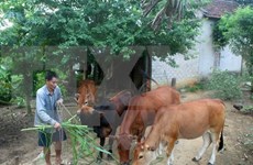 Dificultades en la modernización rural en Vietnam