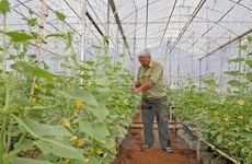 Nueva Zelanda apoya a Vietnam en producción de verduras seguras