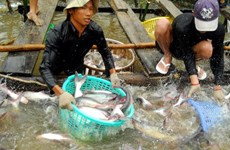 Sector de pescado Tra de Vietnam mira hacia el desarrollo sostenible