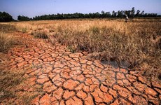 Delta del Mekong sufre pérdida de más de 215 millones de dólares por sequía