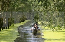 Vietnam trabaja por proteger Parque Nacional de Tram Chim