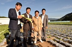 Vietnam adquiere experiencias agrícolas de Japón