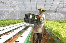 Provincia norvietnamita exhorta inversiones japonesas en agricultura moderna