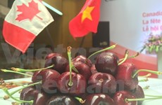 Promueve Canadá exportaciones de cereza en Vietnam