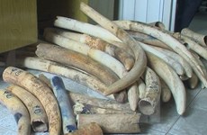 Policía de Hanoi descubre gran cantidad de colmillos de elefantes