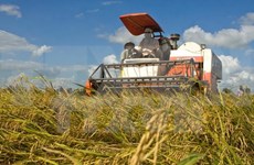 Pronostican reducción de exportaciones vietnamitas del arroz