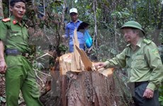 Cierre de bosques naturales en altiplanicie occidental de Vietnam