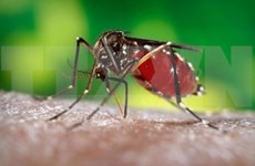 Aumentan casos de dengue en Altiplanicie Occidental de Vietnam