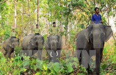 Vietnam lanza Semana de protección de elefantes