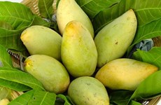 Mango fresco de Vietnam podrá penetrar en mercado estadounidense