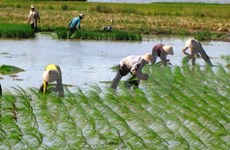 Provincia de KonTum aboga por reestructuración agrícola para el desarrollo