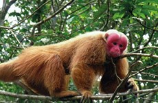 Retornan a la naturaleza en Vietnam a un macaco rabón