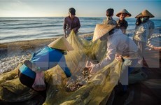 Afectados por la muerte masiva de peces recibirán compensaciones en Vietnam