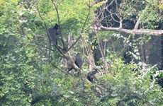 Rescatan exitosamente oso y monos en provincia de Vietnam