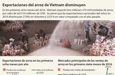 [Infografía] Disminuyen exportaciones de arroz de Vietnam 