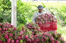 Australia valora importación de pitahaya de Vietnam