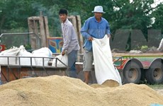 Tailandia suspende subastas de arroz