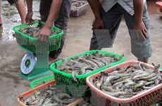 Es seguro consumir productos acuícolas de plataforma continental de Vietnam
